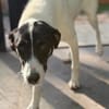 Aphrodite -  nach bewegten Start sucht sie ihr Zuhause