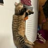 Dobby, Loki und Whiskey aus dem Tierschutz