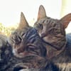 Dobby, Loki und Whiskey aus dem Tierschutz