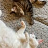 Dobby, Loki und Whiskey aus dem Tierschutz