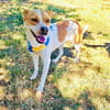 Traumhund Ginger sucht Körbchen
