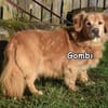 GOMBI