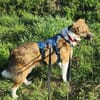 Nelly - sucht verständnisvolle Menschen