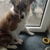 Nelly - sucht verständnisvolle Menschen