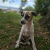 Nala sucht ihre Menschen