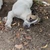 Nala sucht ihre Menschen