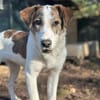 LILOU - pure Niedlichkeit sucht zu Hause