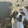 LILOU - pure Niedlichkeit sucht zu Hause