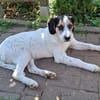 Pepi - darf ich Dein Schatten sein?