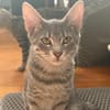 Adelaide & ihre fünf Tigerchen  Zuhause gesucht