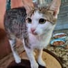 Adelaide & ihre fünf Tigerchen  Zuhause gesucht