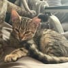 Adelaide & ihre fünf Tigerchen  Zuhause gesucht