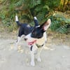 Dumbo sucht ein Zuhause
