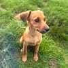 Ida ein Dackel Pinscher Mix Mädchen