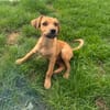Ida ein Dackel Pinscher Mix Mädchen