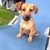 Rico ein kleiner Dackelmix