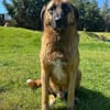 Tyson sucht sein Zuhause