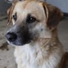 Nancy, Traumhündin sucht ihre Familie 🐾