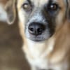 Nancy, Traumhündin sucht ihre Familie 🐾