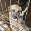 Nancy, Traumhündin sucht ihre Familie 🐾