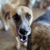 Nancy, Traumhündin sucht ihre Familie 🐾
