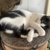 Felix sucht sein Für-Immer-Zuhause