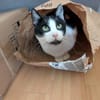 Felix sucht sein Für-Immer-Zuhause