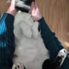 Felix sucht sein Für-Immer-Zuhause