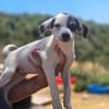 Pippa