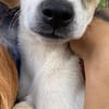 Pippa