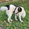 Willy💕rundum unkomplizierter Rüde