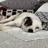 Willy💕rundum unkomplizierter Rüde