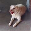 JESSY- Labrador sucht neues Zuhause