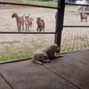 JESSY- Labrador sucht neues Zuhause