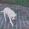 JESSY- Labrador sucht neues Zuhause