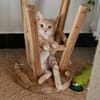 FANTOME