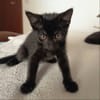 FILOU