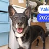 YAKI (UNION ANIMAL)