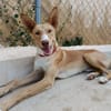 SIROCCO (Union Animal)