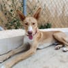 SIROCCO (Union Animal)