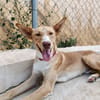SIROCCO (Union Animal)