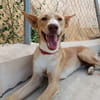 SIROCCO (Union Animal)