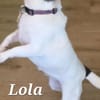 LOLA