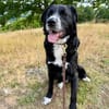 Toller Cody sucht seine Menschen