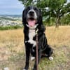 Toller Cody sucht seine Menschen