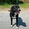 Toller Cody sucht seine Menschen