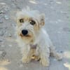 Chara ein norfolk Terrier Mix