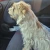 Chara ein norfolk Terrier Mix
