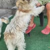 Chara ein norfolk Terrier Mix