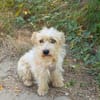 Chara ein norfolk Terrier Mix